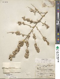 Atriplex canescens image