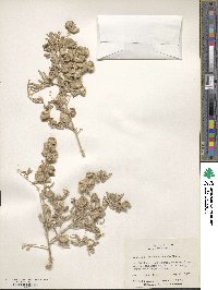 Atriplex canescens image