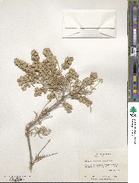 Atriplex canescens image