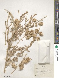 Atriplex canescens image