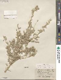 Atriplex canescens image