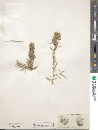 Atriplex canescens image