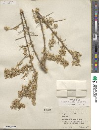 Atriplex canescens image