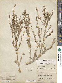 Atriplex canescens image