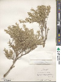 Atriplex canescens image