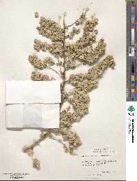 Atriplex canescens image