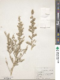 Atriplex canescens image