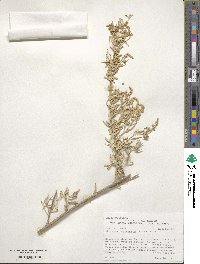 Atriplex canescens image