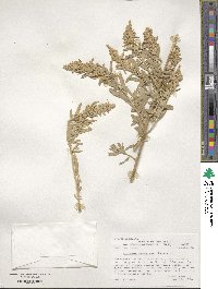 Atriplex canescens image