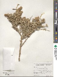 Atriplex canescens image