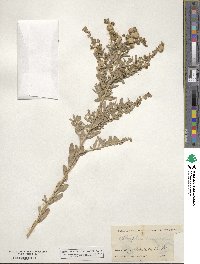 Atriplex canescens image