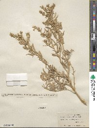 Atriplex canescens image