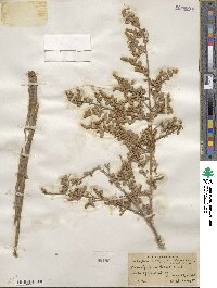 Atriplex canescens image