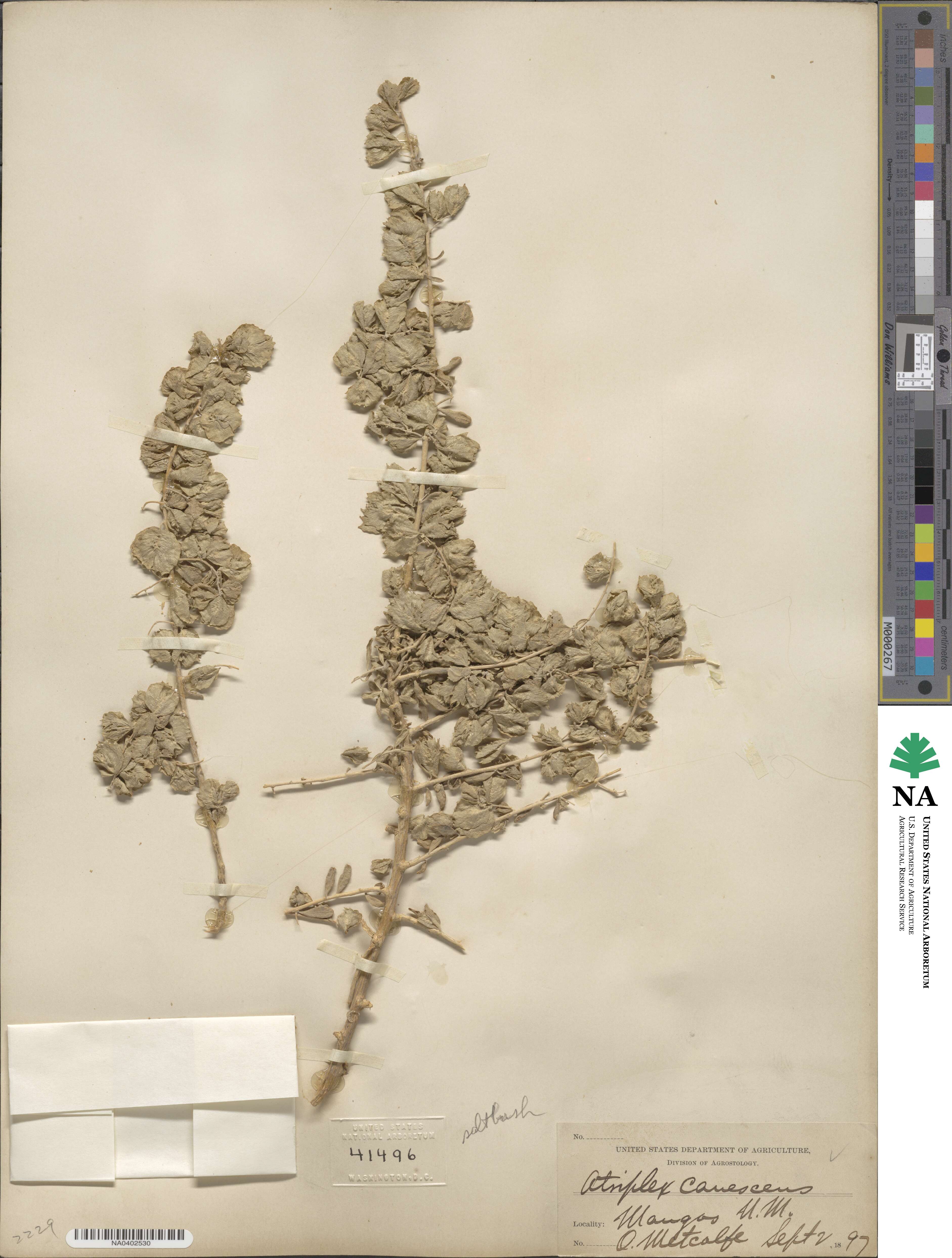 Atriplex image