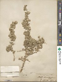 Atriplex canescens image