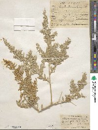 Atriplex canescens image