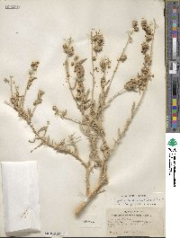 Atriplex canescens image