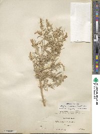 Atriplex canescens image