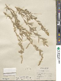 Atriplex canescens image