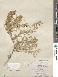 Atriplex canescens image