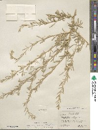 Atriplex canescens image