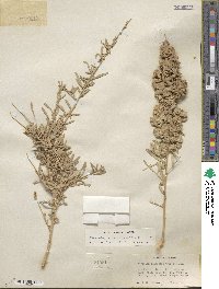 Atriplex canescens image