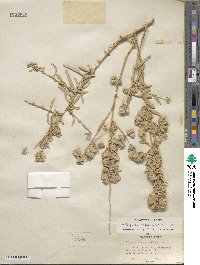 Atriplex canescens image