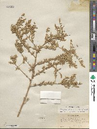 Atriplex canescens image