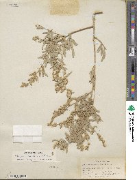 Atriplex canescens image