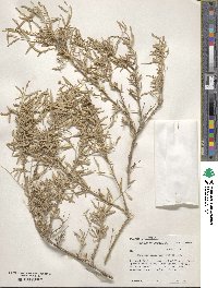 Atriplex canescens image