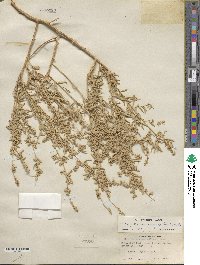 Atriplex canescens image