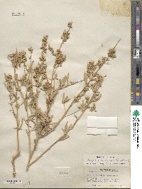 Atriplex canescens image