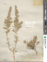 Atriplex canescens image