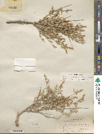 Atriplex canescens image