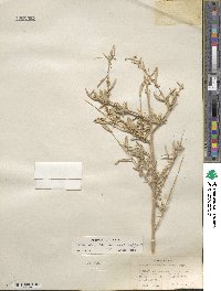 Atriplex canescens image