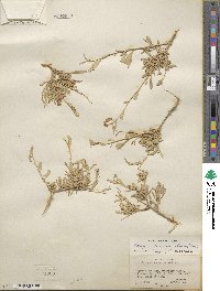 Atriplex canescens image