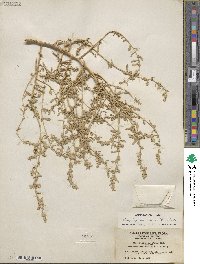 Atriplex canescens image