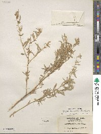 Atriplex canescens image