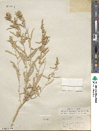 Atriplex canescens image