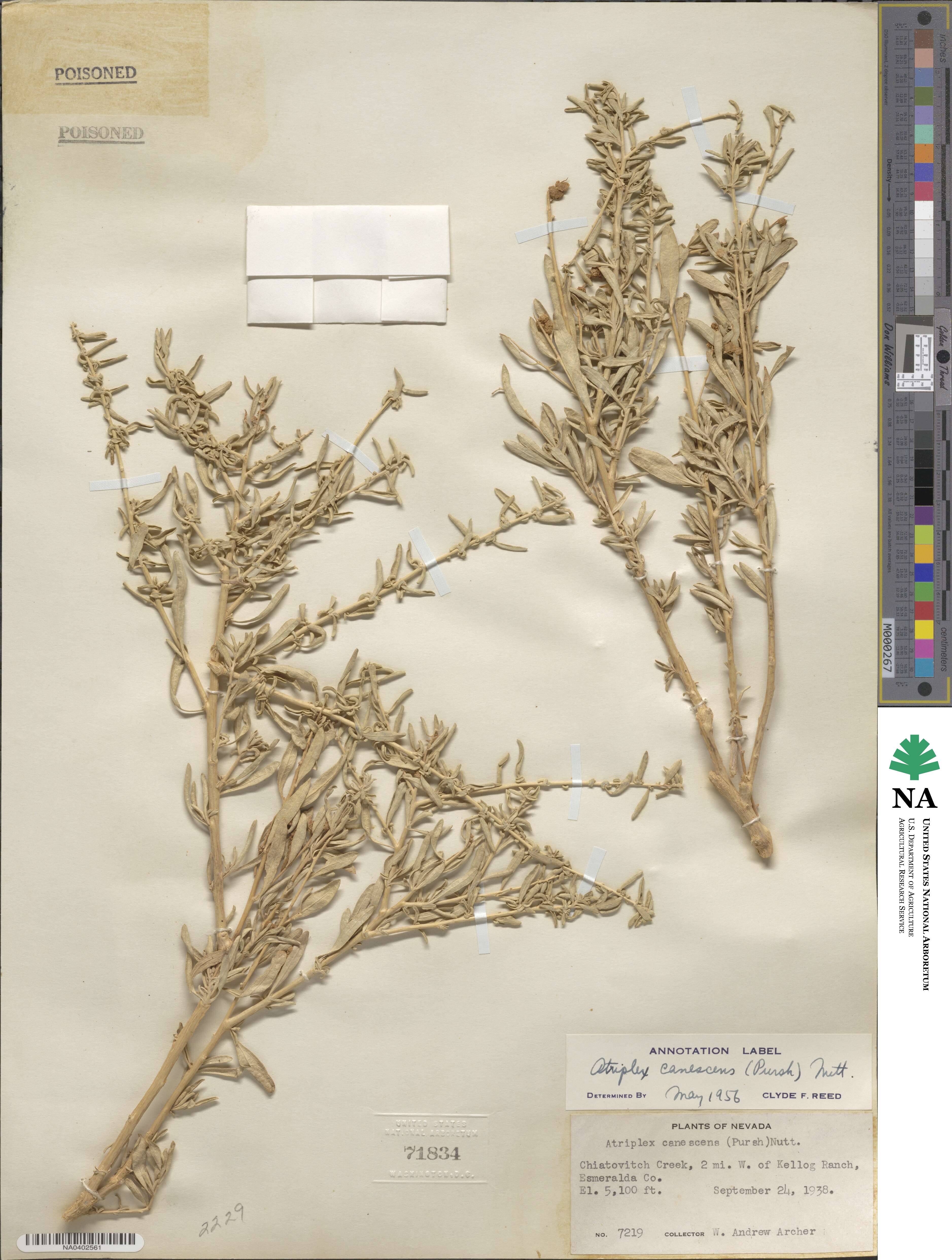 Atriplex canescens image