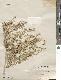 Atriplex canescens image