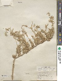 Atriplex canescens image