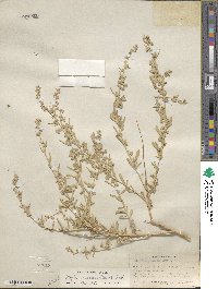 Atriplex canescens image