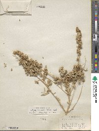 Atriplex canescens image