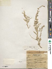 Atriplex canescens image