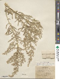 Atriplex canescens image