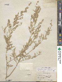 Atriplex canescens image