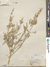 Atriplex canescens image