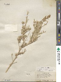 Atriplex canescens image