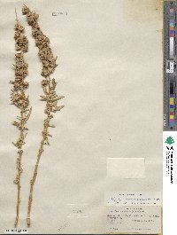 Atriplex canescens image